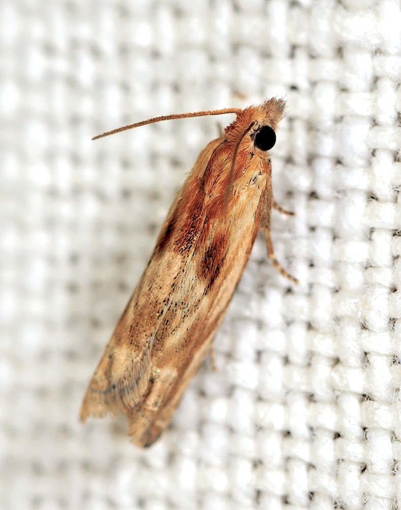 Eucosma cana